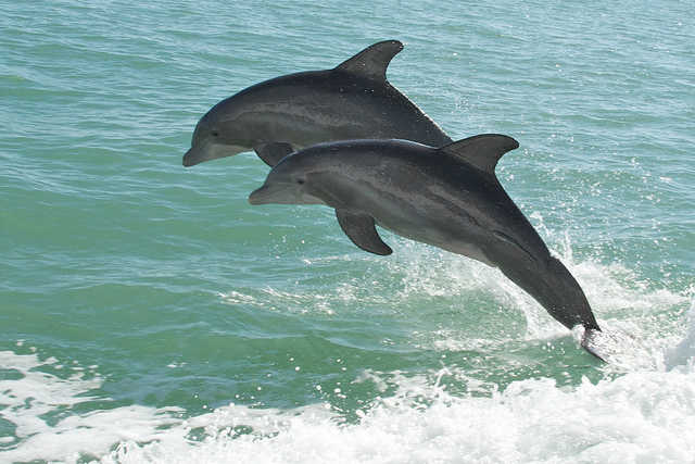 Call for Dolphins to be Recognized as 'Non-Human Persons'