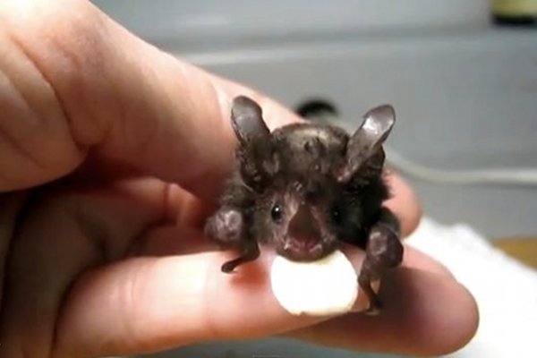 WATCH: Cute Rescue Bat Learns How to Fly