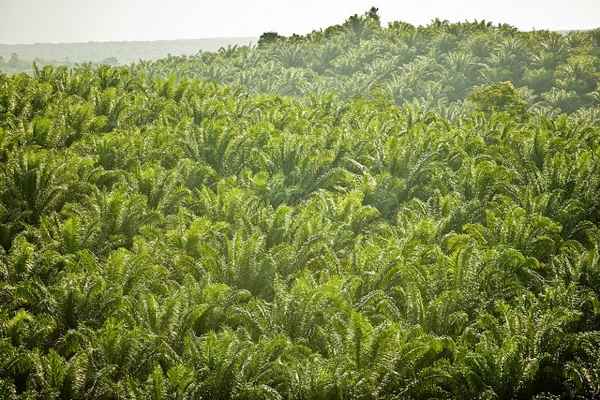 Palm Oil Company Fined for Land Clearing