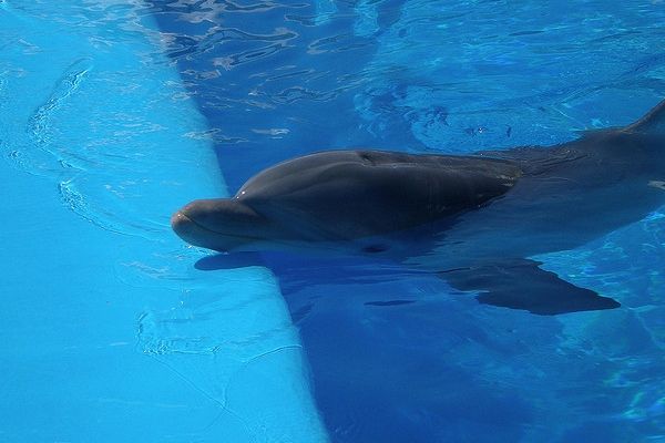 Switzerland Bans Import of Dolphins