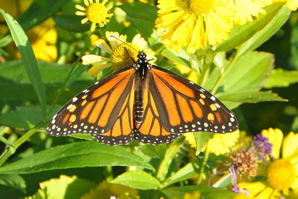 New Study Links Monsanto's GMO Crops to Declining Butterfly Populations