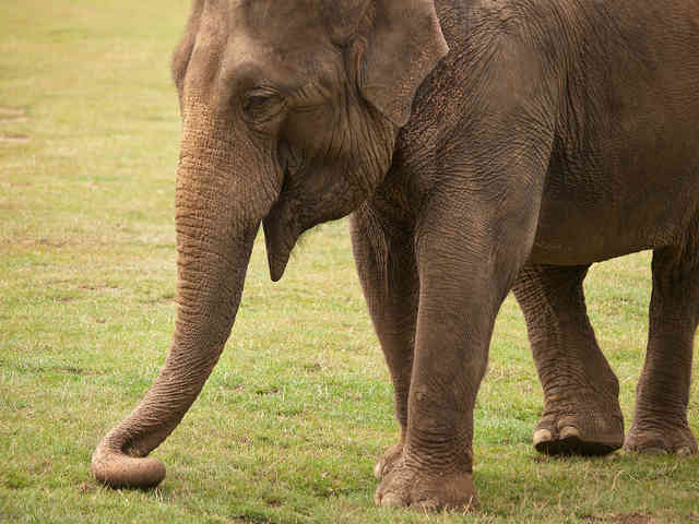 Wild Animals Banned from British Circuses