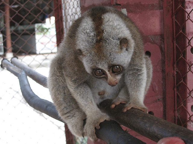 The Perils of Being a Cute and Cuddly: Rare Slow Lorises Still Sold as Exotic Pets