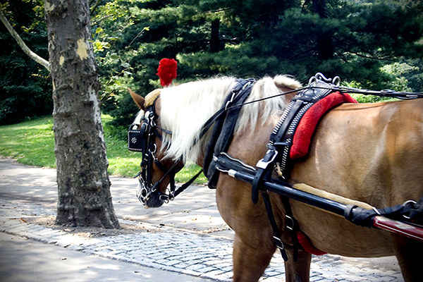 A Horse of a Different Color: Carriage Horses Are Neither War Horses Nor Work Horses