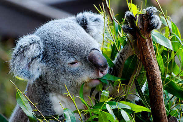 Koala Bear Listed as Threatened Because of Climate Change, Urbanization and Dogs!
