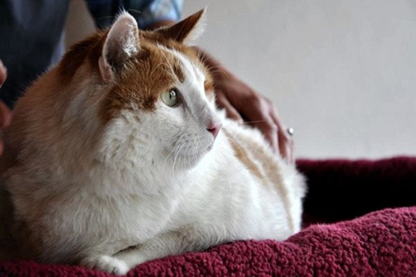 Meow, the Overweight Cat Has Died