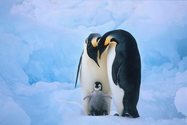 Climate Change Threatens Antarctic Penguin Population