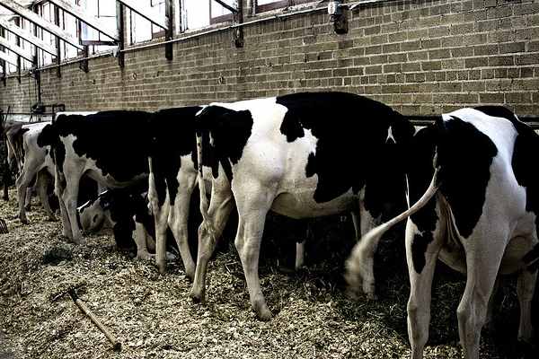Hormones in Dairy Wastewater Persist for Years