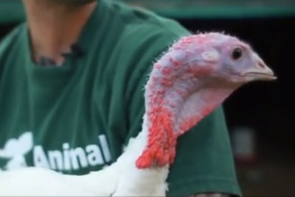 WATCH: Someone to be Thankful For (A Free-Range Turkey Rescue)