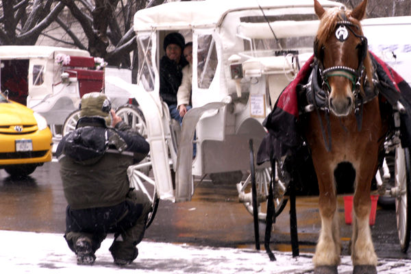 New York City Carriage Horses Never Have Happy Holidays