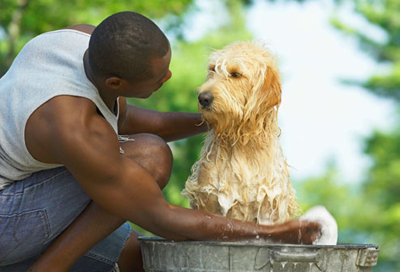 10 Eco-Friendly Grooming and Hygiene Products for Your Dog - One Green  Planet