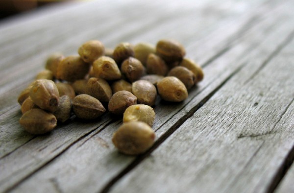Hemp Seeds: Health Benefits, Tips, and Recipes