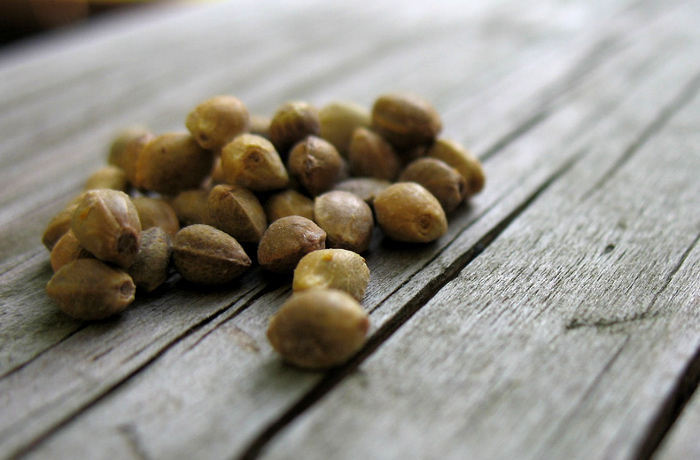 Hemp Seeds: Health Benefits, Tips, and Recipes