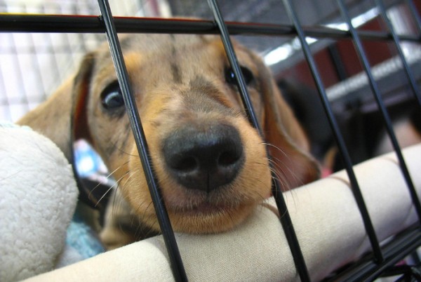 All You Need to Know About Volunteering at Your Local Animal Shelter