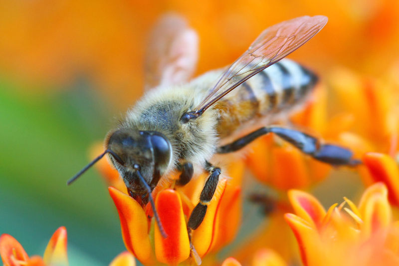 5 Easy Ways to Help the Bees