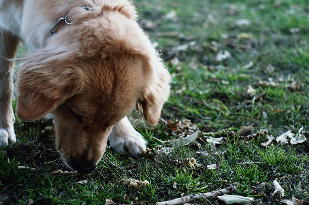 5 Fruits and Veggies That are Toxic to Your Dog