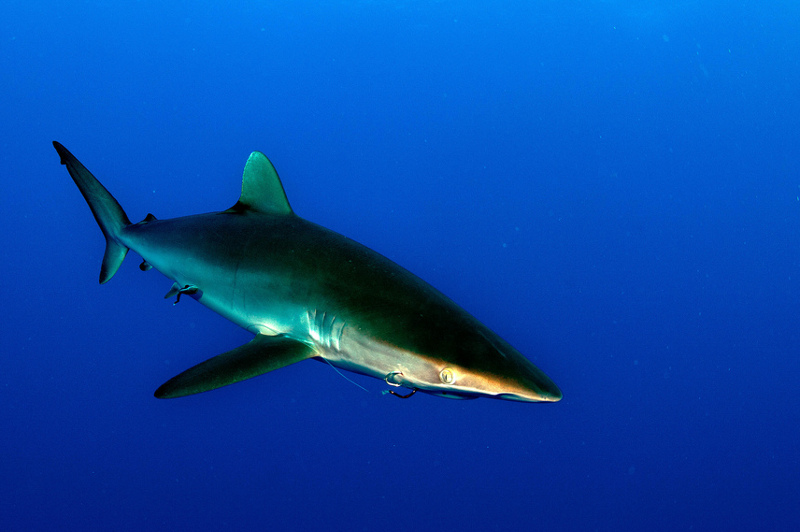 7 Alarming Facts about the Shark Fin Trade