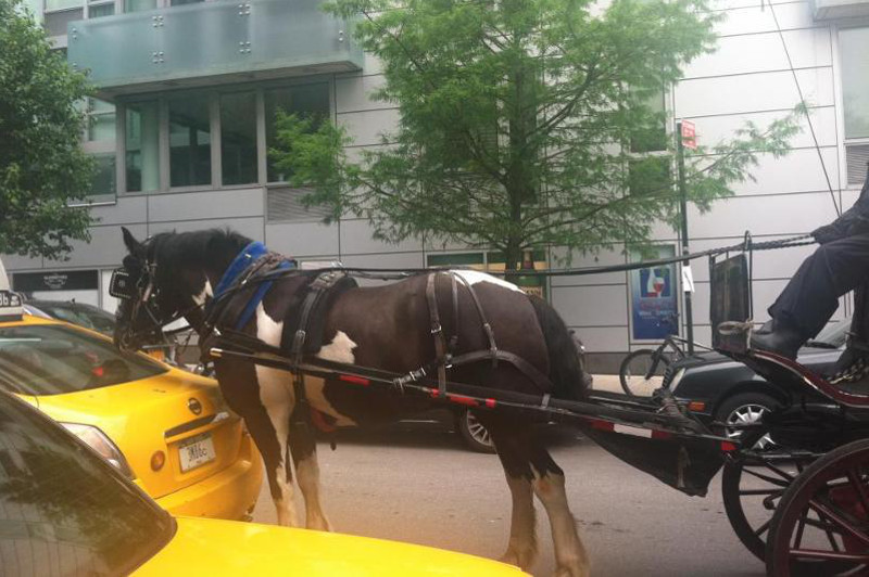 The Last Days of NYC's Horse-Drawn Carriage Empire are Here