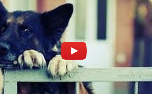 Funny Escaping Dogs (VIDEO)