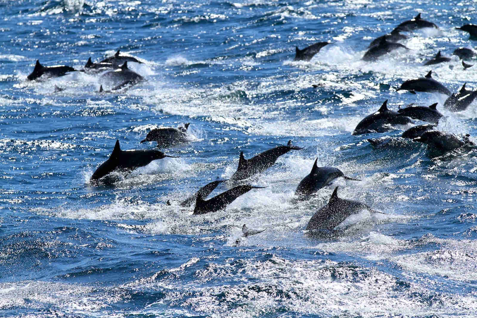 This is How We Should Experience Dolphins and Whales (VIDEO)