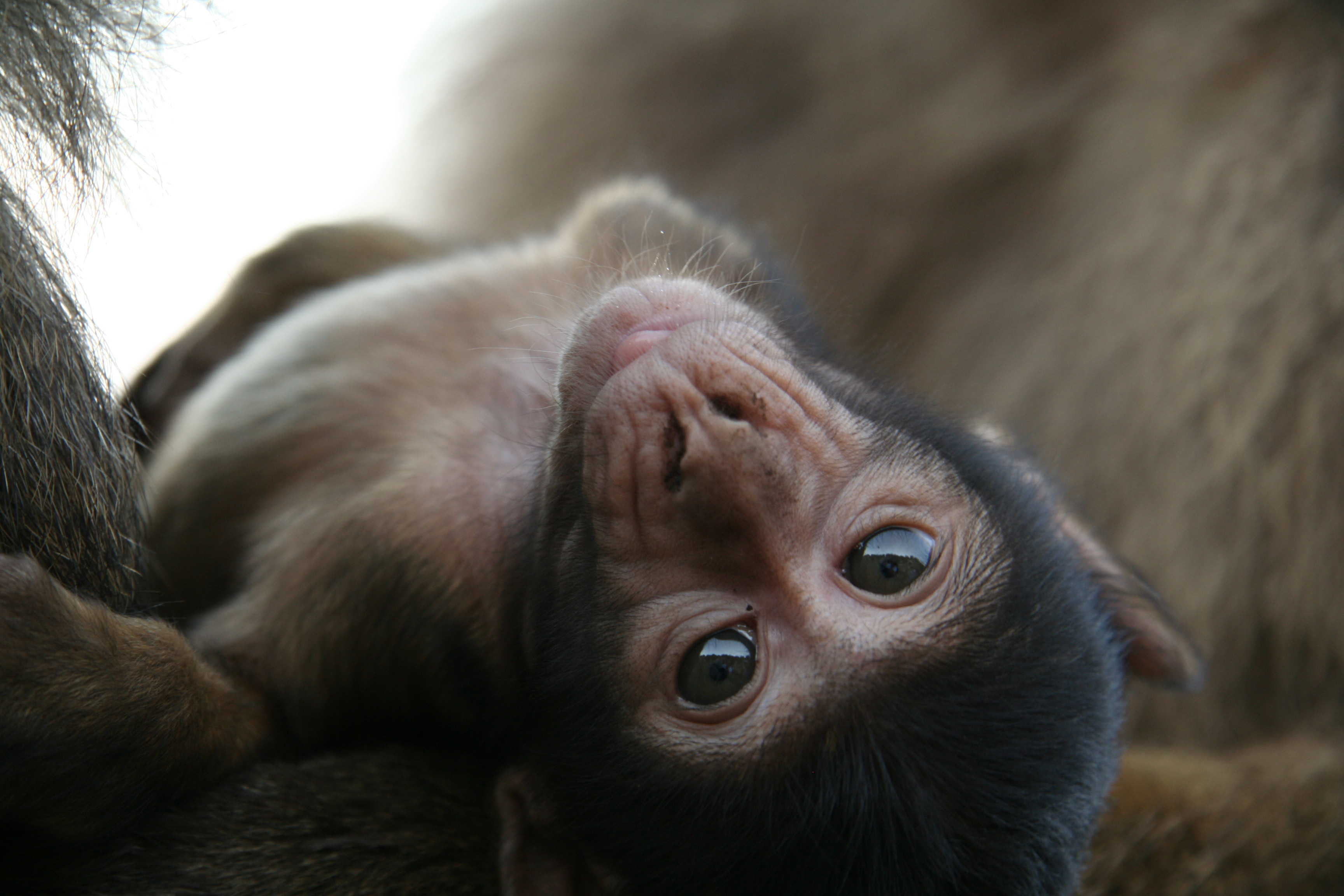10 Primate Sanctuaries Around the World That Need Your Support