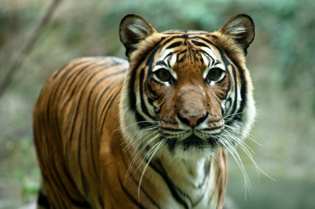 3 Threats to Big Cats Today and What You Can Do To Help