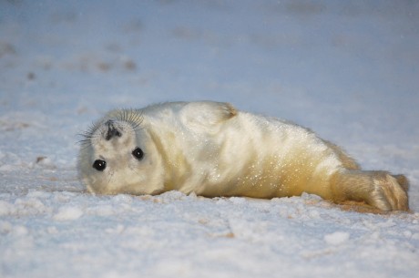 5 Reasons Seals Should Not Be Hunted