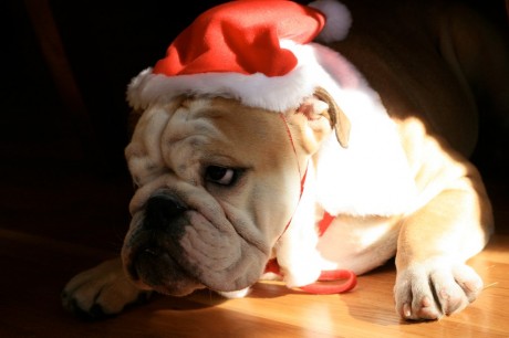 dog in Santa hat