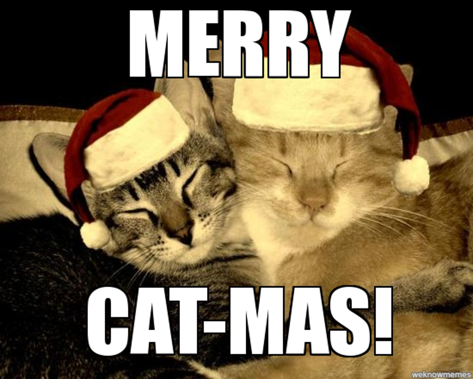 5 Cat-Tastic Videos Just in Time for Christmas