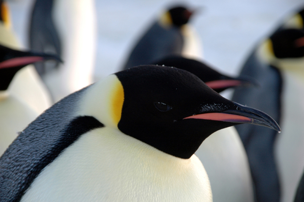 10 Things You Never Knew About Penguins
