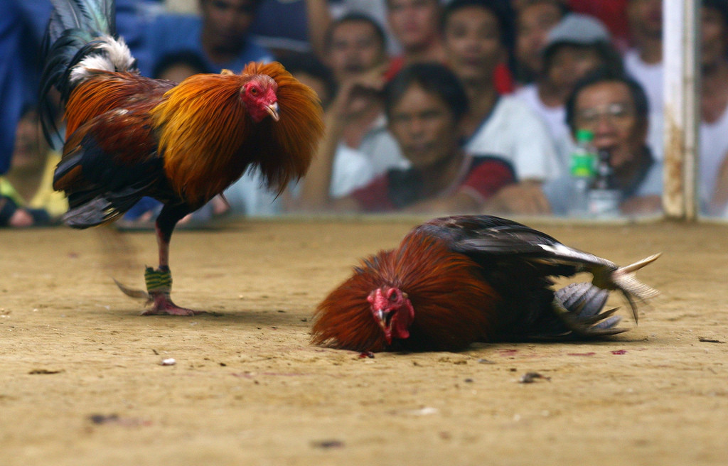 5 Shocking Things You Didn't Know About Cockfighting