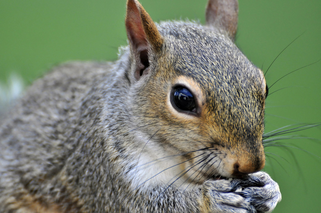 5 Reasons to Love Your Backyard Squirrels