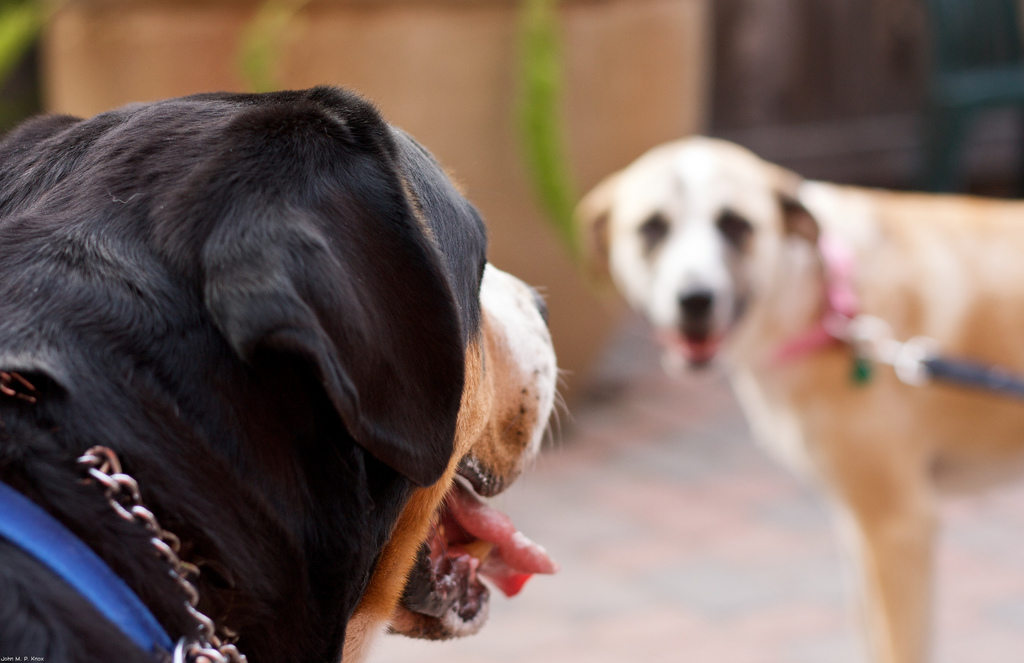 5 of the Most Pet-friendly Towns in the U.S.