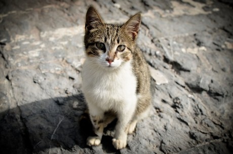 Get Involved to Improve the Lives of Feral Cats Through Trap-Neuter-Return