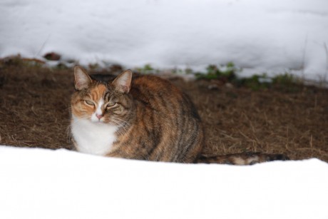 How to Care for Neighborhood Feral Cats During the Winter