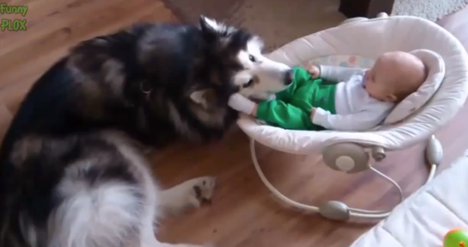 Dogs Protecting Babies Are Cute and Funny (Videos)