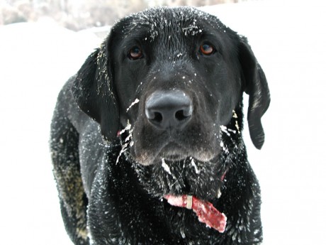 Winter Weather Pet Safety: Don’t Leave Dogs and Cats Outside in the Cold!