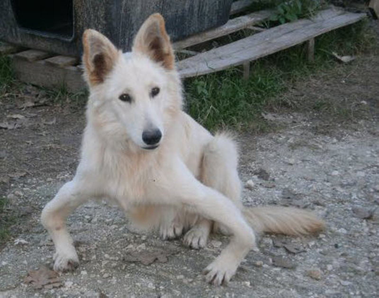 Abandoned Bow-Legged Dog Sandy Flown from Greece to England for a Rescue of a Lifetime (PHOTOS)