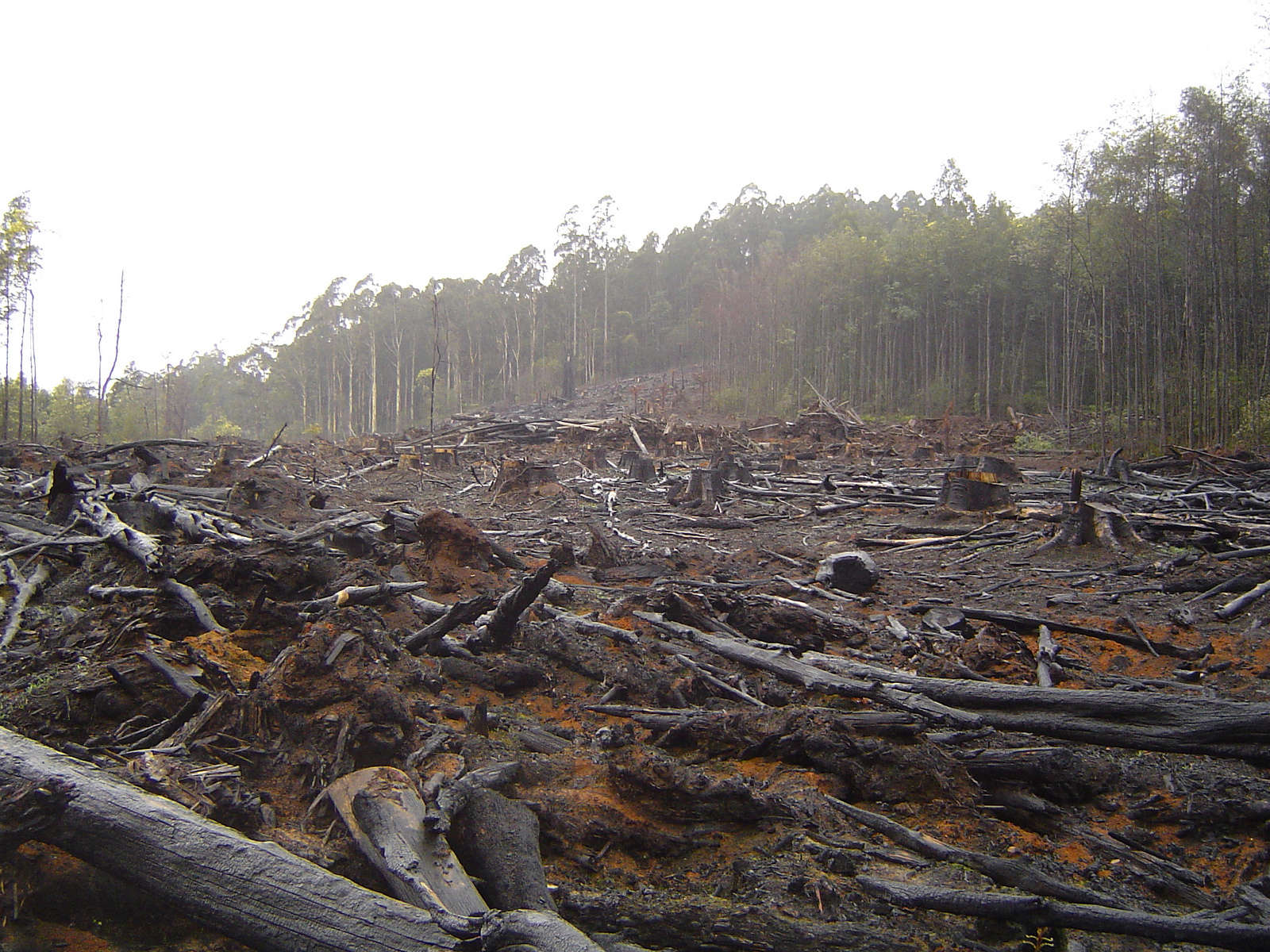 7 Companies Working to End Deforestation