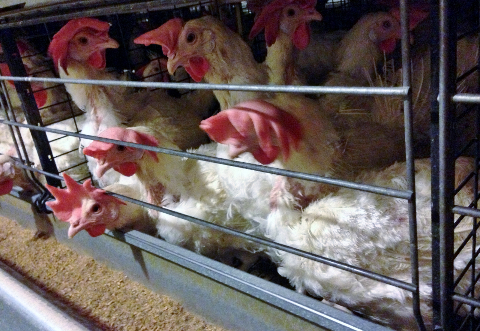 6 Major Undercover Investigations that Prove We Need to Oppose Ag-Gag Bills