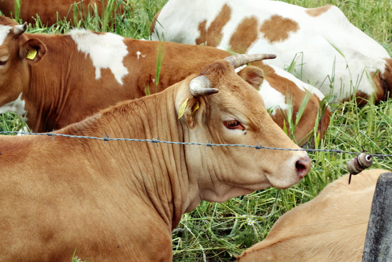 Does Improved Farm Animal Welfare Mean More Animals Will Be Killed?
