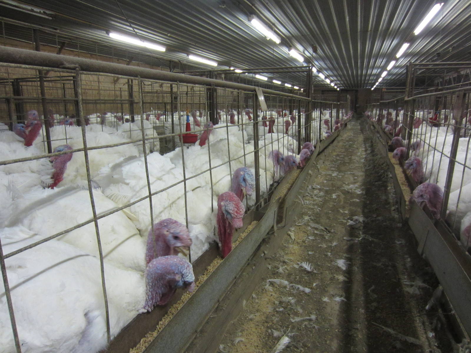 5 Alarming Facts about Antibiotic Resistance and Factory Farming