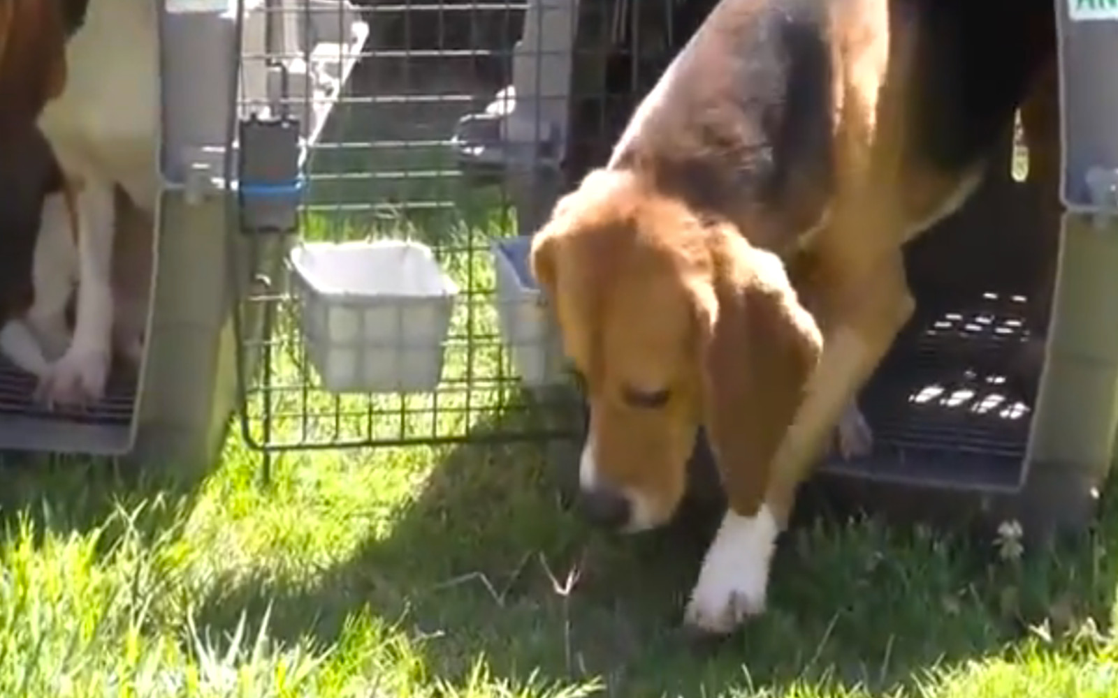 Beagles See Sun and Grass For The First Time (Video)