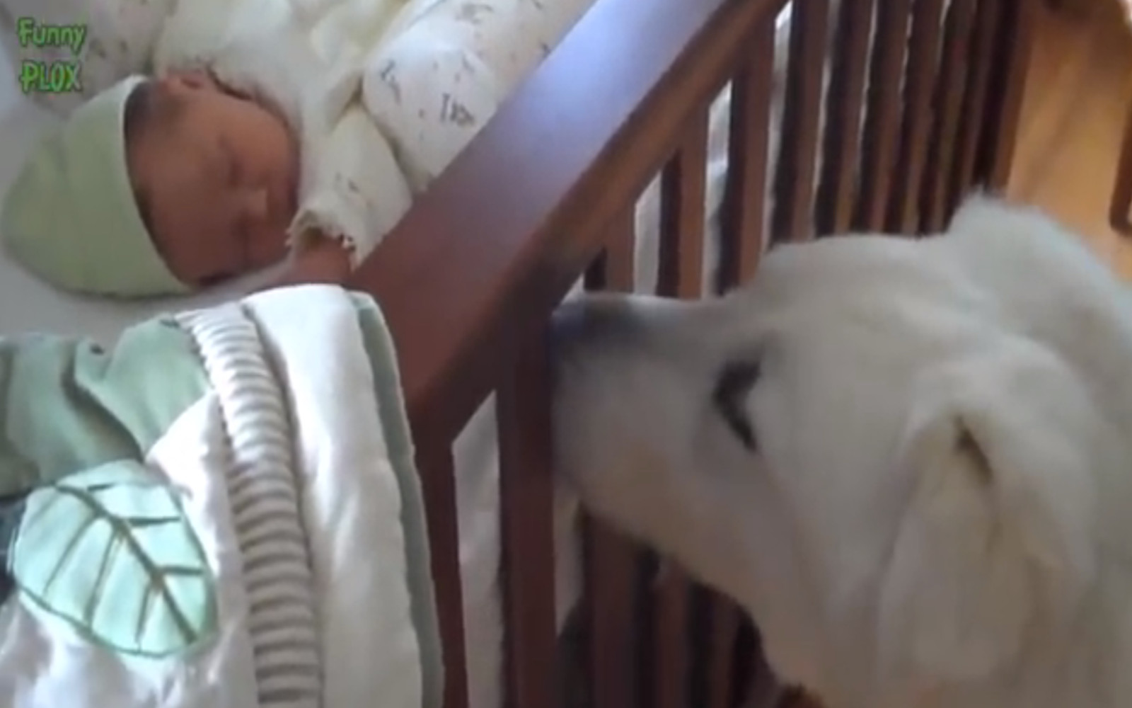 Cats and Dogs Meet Babies for the First Time (Videos)