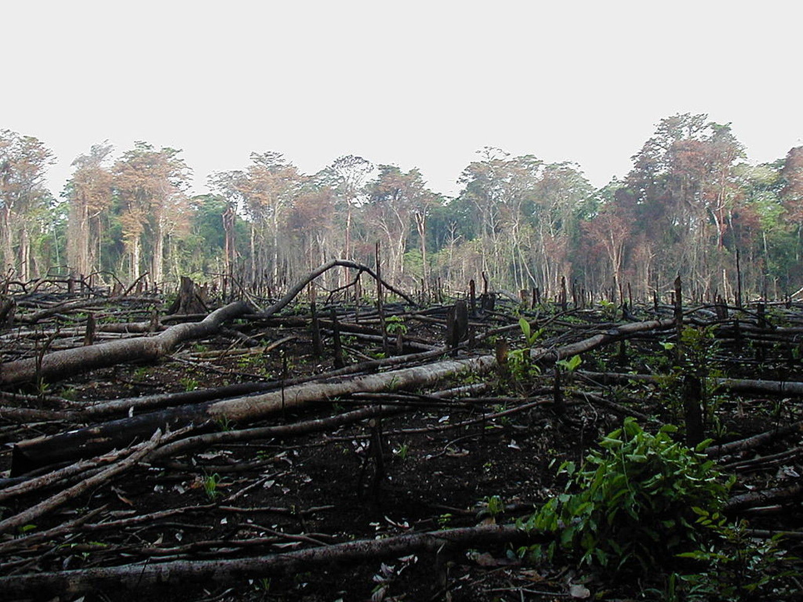 Beef Production is Killing the Amazon Rainforest