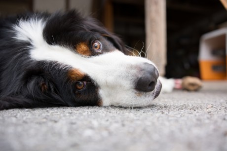 3 Great Home Remedies to Settle Your Dog's Upset Stomach
