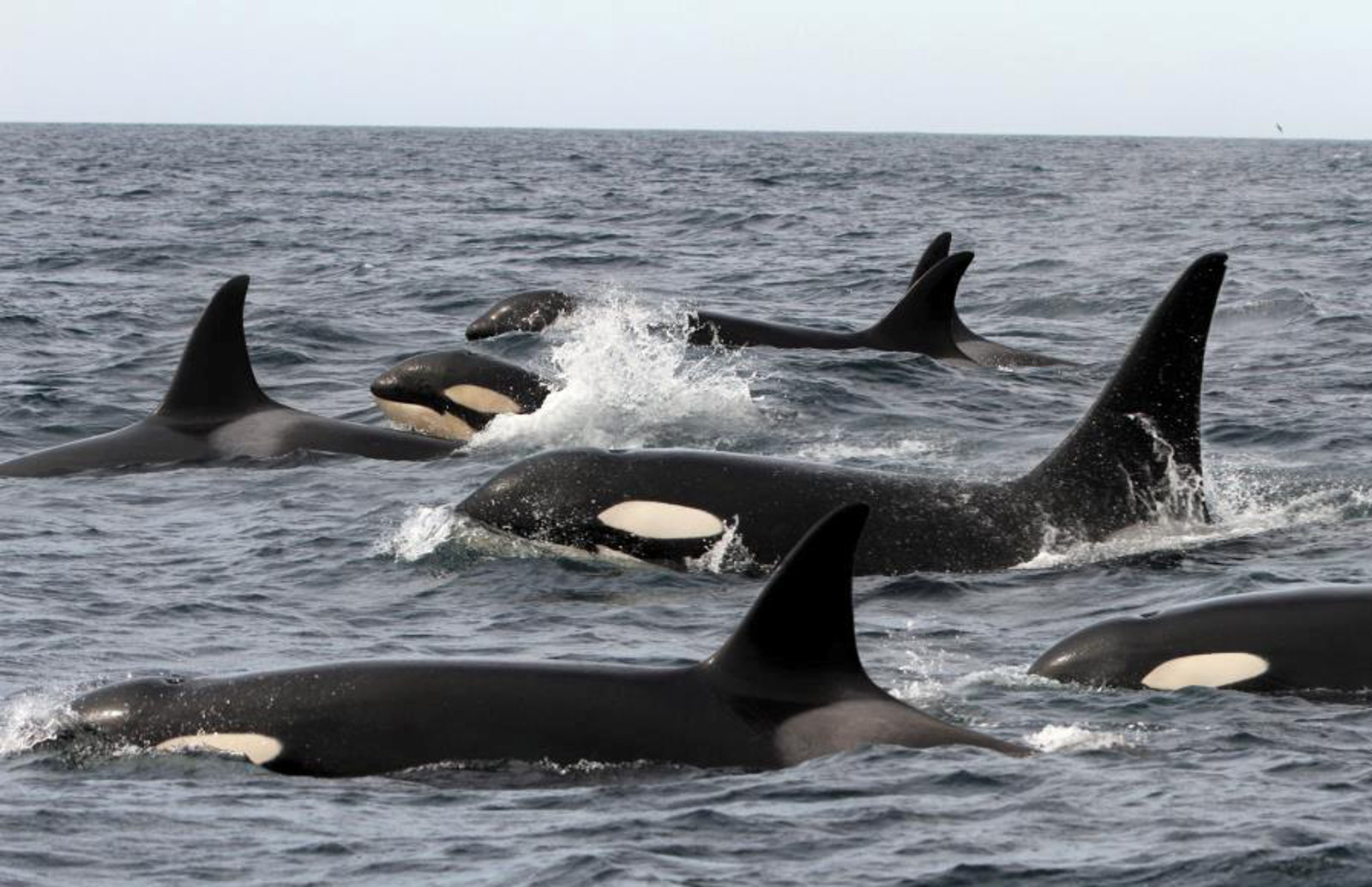 Who Is White Sphere? The Barely Disguised Conglomerate Behind Russia’s Wild Orca Captures