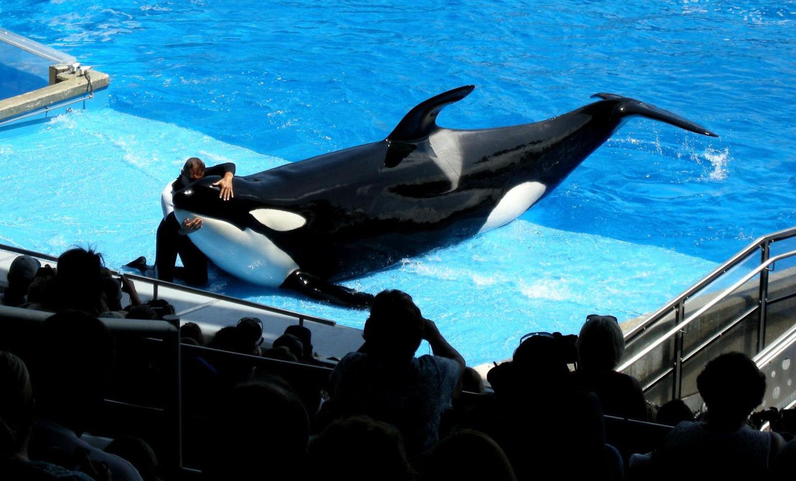 The Lonely Life of Tilikum: Six Tons of Killer-Whale Power Incarcerated, Subdued