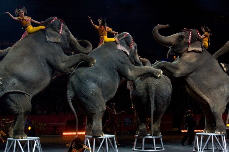5 Ways You Can Help End the Use of Animals in Circuses