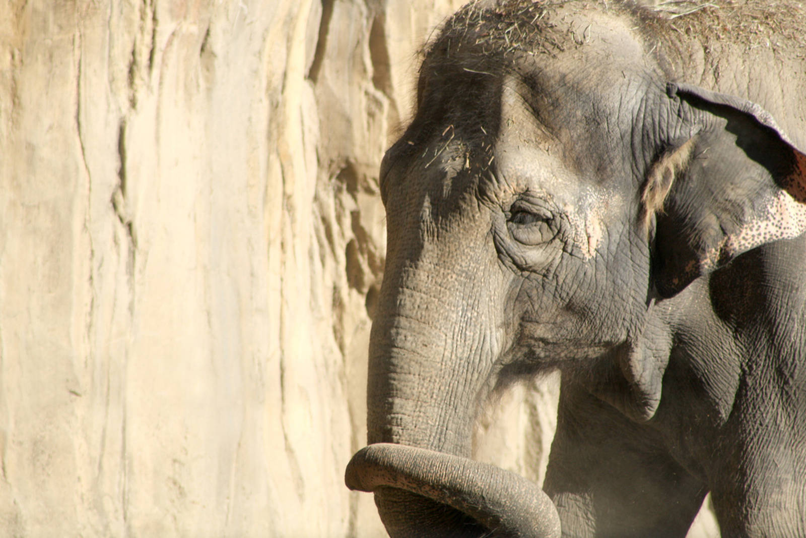 The Stories of 4 Elephants in Captivity – and How You Can Help